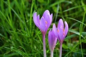 Colchicine: Pretty, Poisonous, but Powerful for Gout